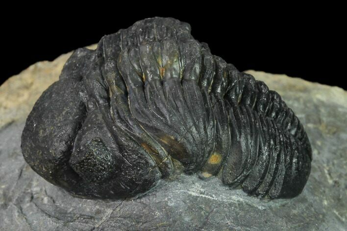 Austerops Trilobite - Nice Eye Facets #137559
